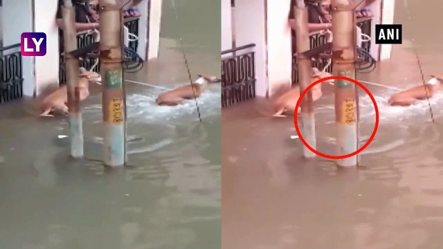 Crocodile Sneaks Up On Stray Dog In Vadodra As Flood Waters Inundate City In Gujarat