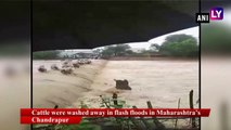 Maharashtra: Cattle swept away in flash floods in Chandrapur