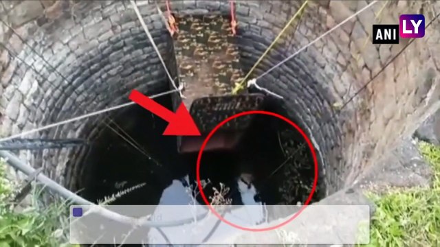 Pune: 3-Year-Old Leopard Rescued From a Well by Forest Officials