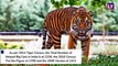 International Tiger Day 2019: Know Interesting Facts About the Big Cats