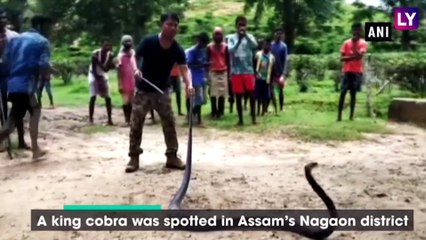 14-Foot-Long King Cobra Spotted in Assam, Rescued