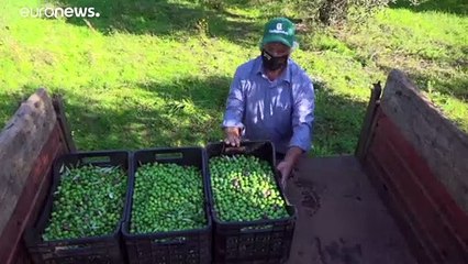 Colapso na produção de azeite devido à queda da procura