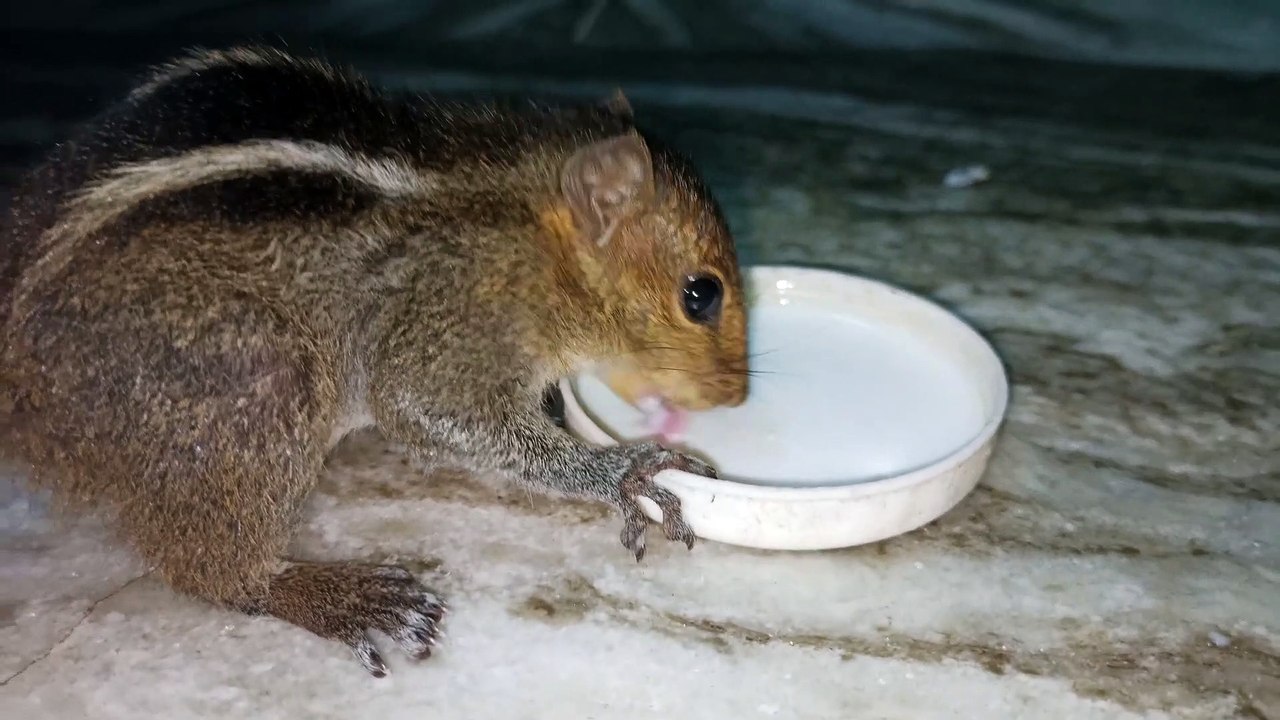 Squaril drinking milk