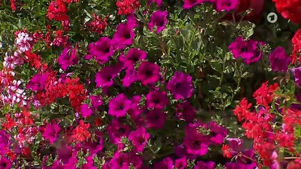 Sturm der Liebe Folge 3484 Das Amulett