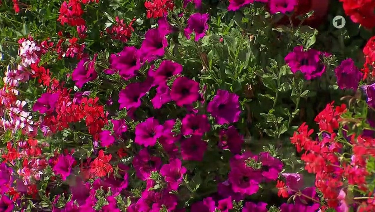 Sturm der Liebe Folge 3484 Das Amulett