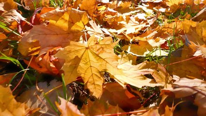 Beneficial uses for fallen autumn leaves