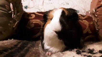 CAVIA PORCELLUS TURMERIC 20191115_193409