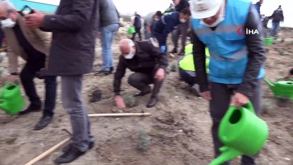 - Emet'te 6 bin 500 fidan toprakla buluştu