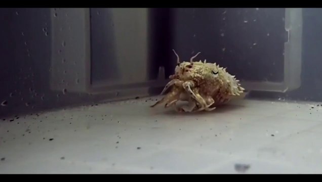 Ce que vous allez voir n'est pas un Bernard-l'hermite, mais une seiche qui l'imite pour attirer des poissons