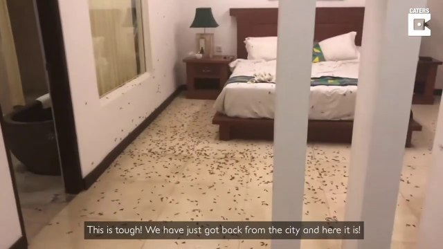 Ils laissent la fenêtre de la chambre d'hôtel ouverte et vont le regretter