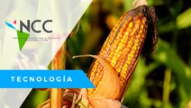 Agro­bio­tec­no­lo­gía; la cien­cia que bus­ca la adap­ta­ción y re­sis­ten­cia de cul­ti­vos