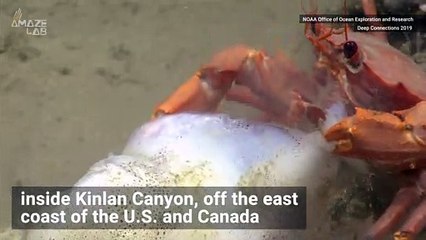 Must-see! Crab Plays Tug-of-War With Eels Over Squid Dinner