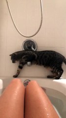 Cat Saves Himself From Falling in Bathtub