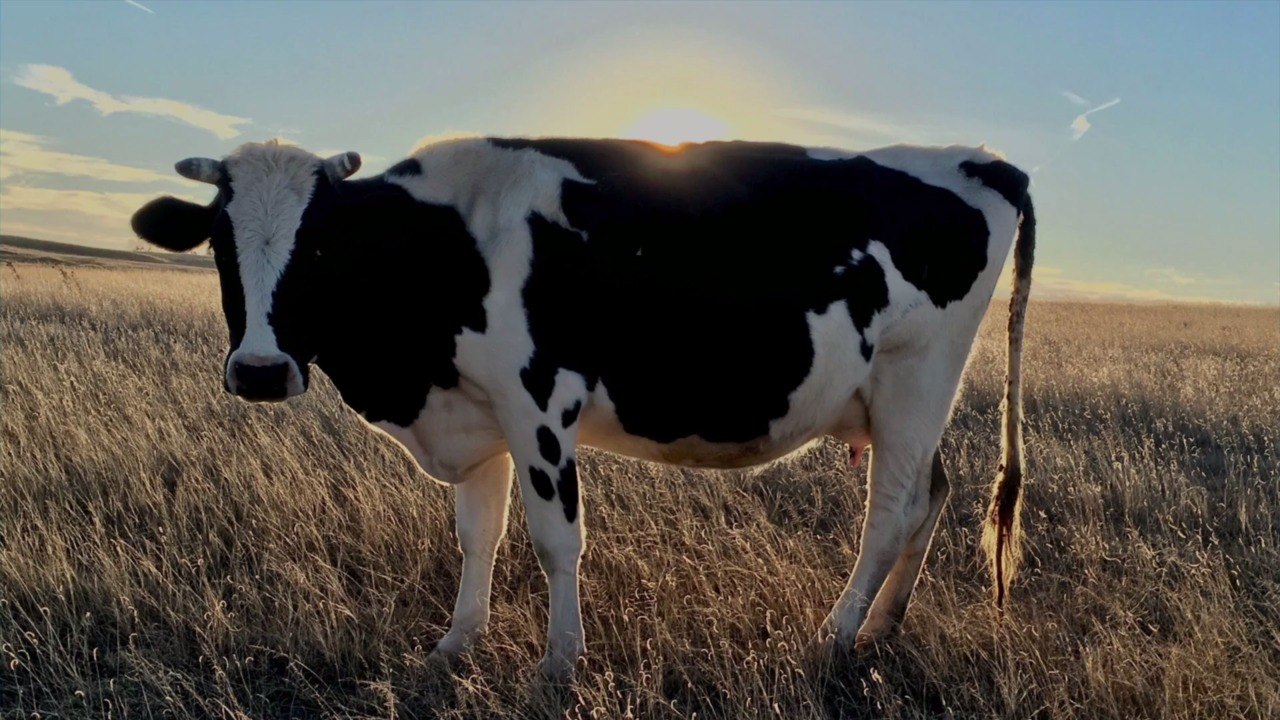 You Will Be Shocked at How Many Young Americans Say They've Never Seen a Cow in Person