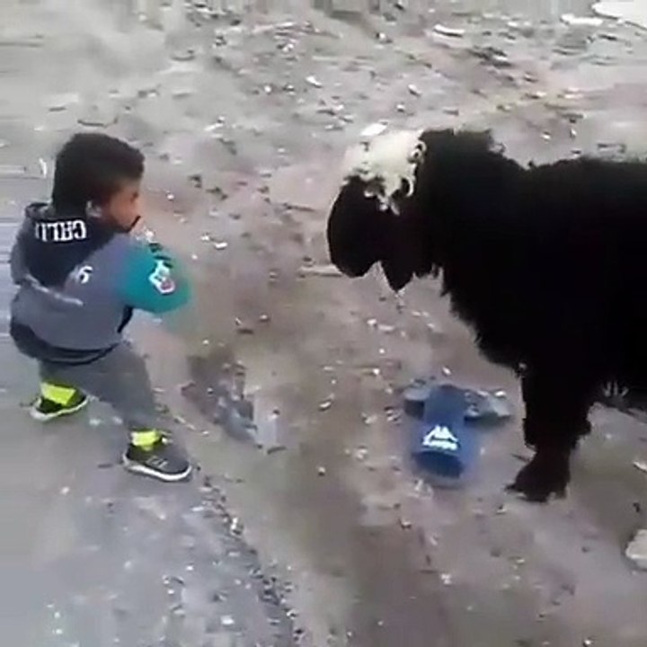 YOUNG FIGHTER VS SHEEP