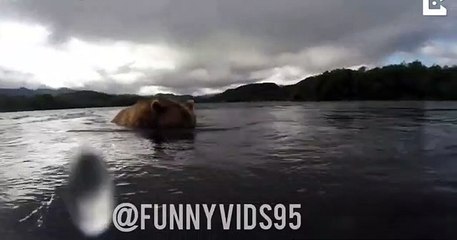 How bears catch fish