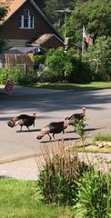 Turkey Gang Walks in Sync