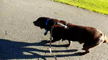 Lab Finds Lollipop on Halloween Walk