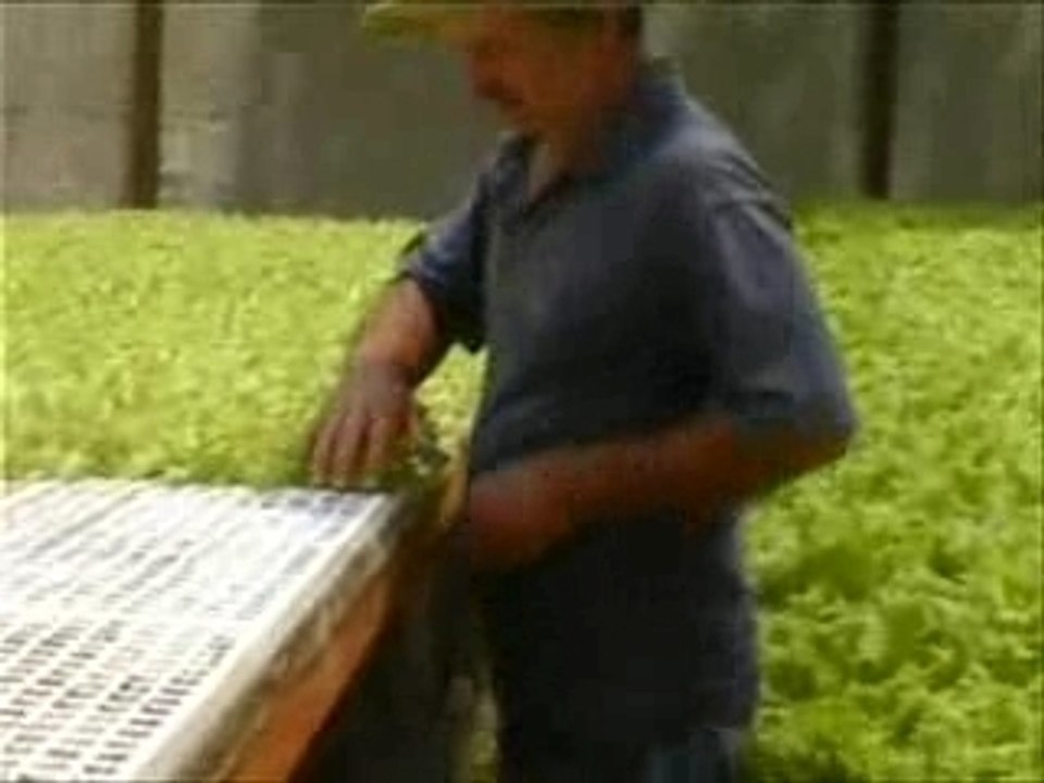 Eine Salat-Farm in Brasilien