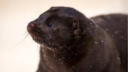 Descargar video: Denmark To Cull Nation's Mink Population After Finding Coronavirus