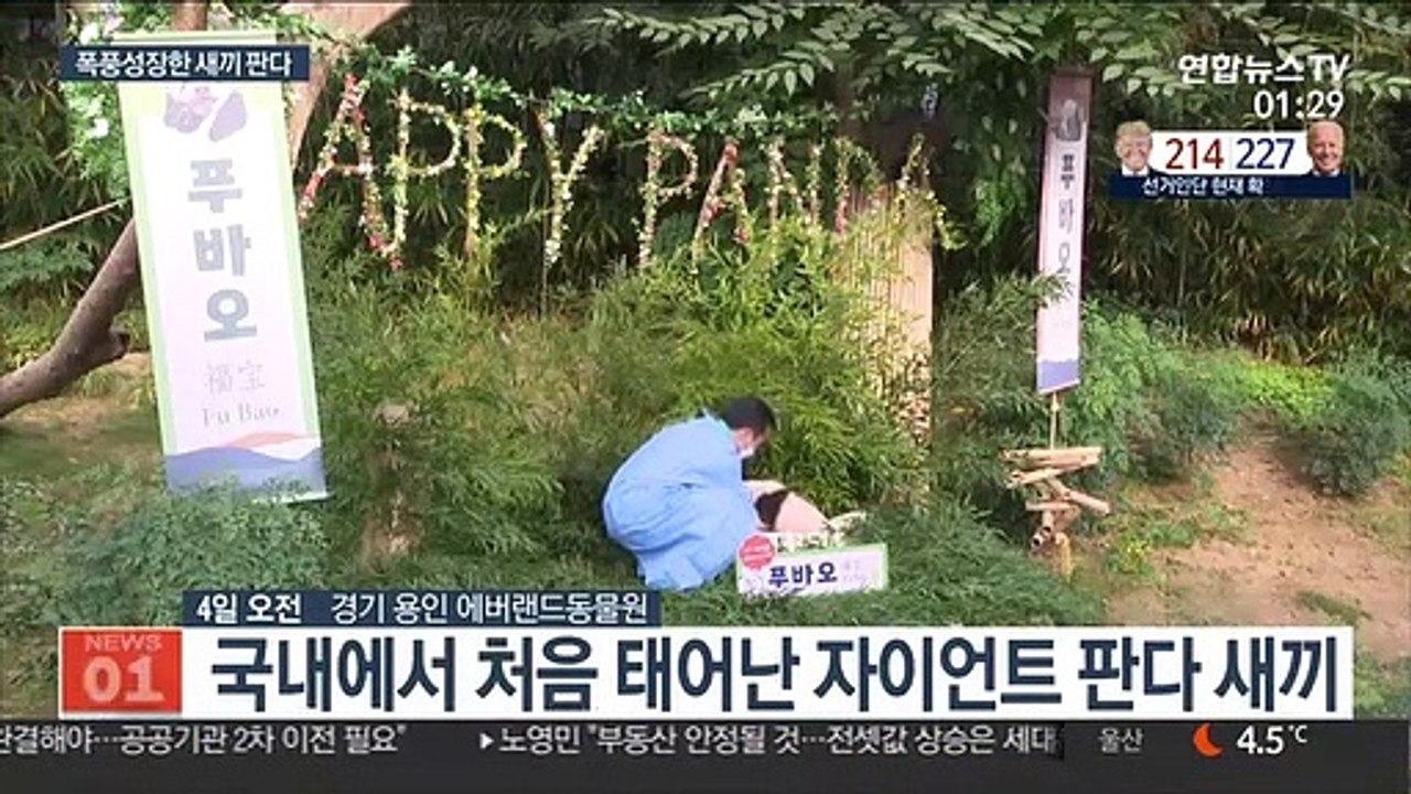 국내 첫 새끼 판다 '푸바오'…언론에 공개