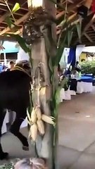 Caballo Bailador - México