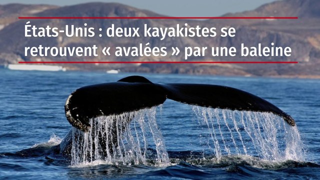 États-Unis : deux kayakistes se retrouvent « avalées » par une baleine