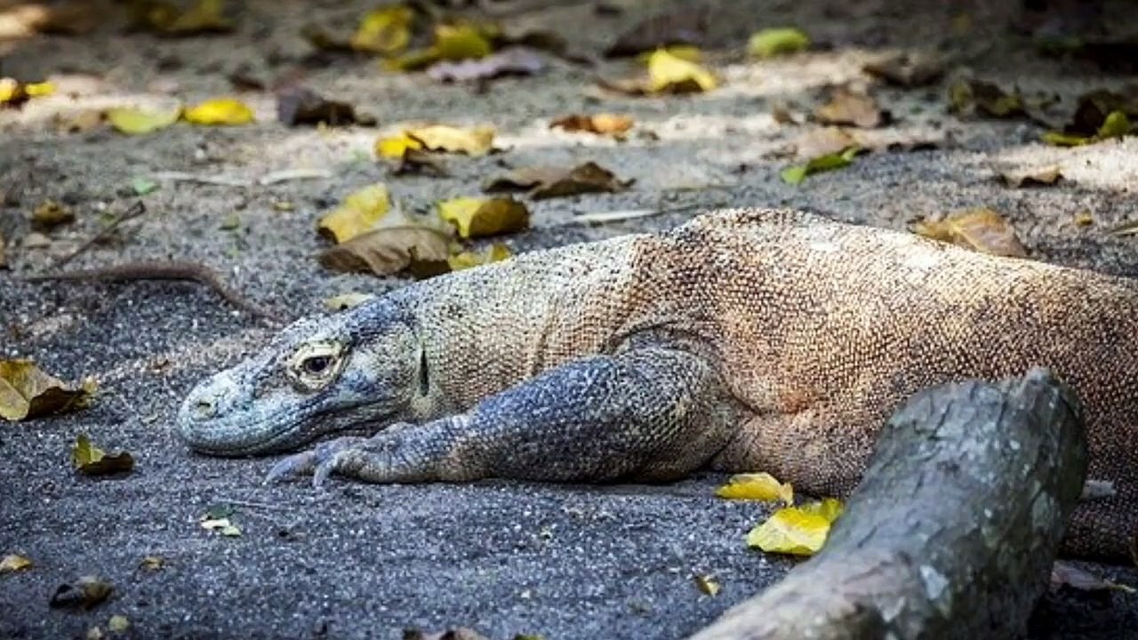 Can A Lizard Kill A Snake