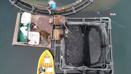 Fırat somonu Norveç’e rakip