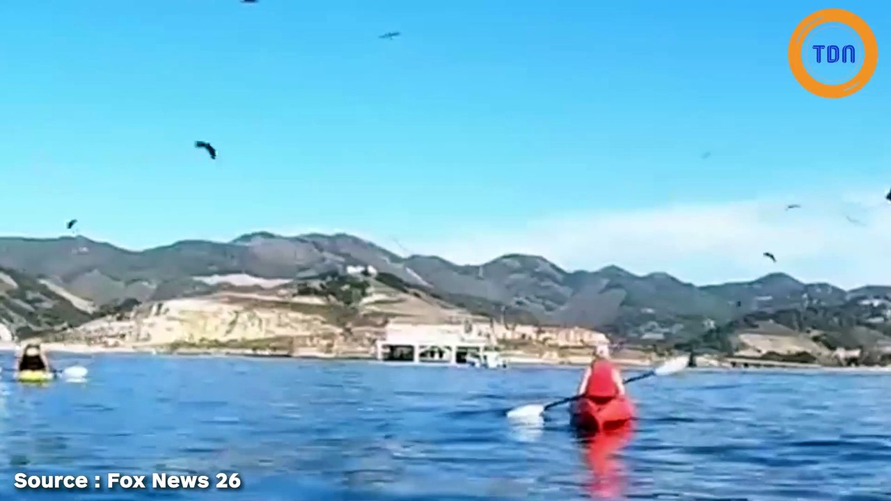 En Californie, une baleine a failli avaler deux kayakistes