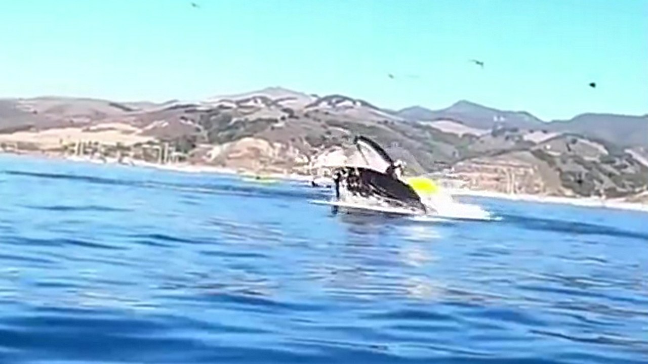 Deux kayakistes se retrouvent dans la gueule d'une baleine