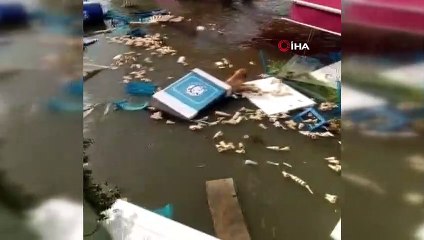 Tsunamide hayatta kalmaya çalışan köpeğin o anları kamerada