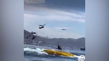 Humpback whale almost swallows kayakers near a California beach - ABC7