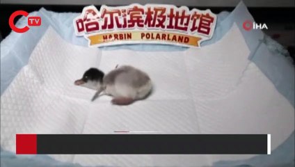 Çin'de büyük ilgiyle izlendi! Yumurtadan böyle çıktı