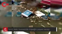 İzmir'de tsunamide hayatta kalmaya çalışan köpeğin o anları kameralara yansıdı