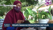 Percantik Tanaman Hias Dengan Kokedama Sabut Kelapa