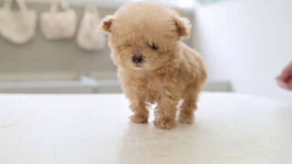 A very small puppy grooming for the first time at 3 months of age