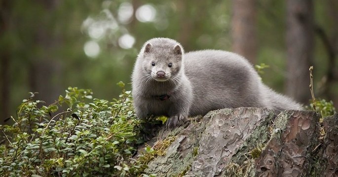 Entre 15 et 17 millions de visons vont être tués au Danemark, pour éviter qu'ils ne transmettent une mutation du Covid-19