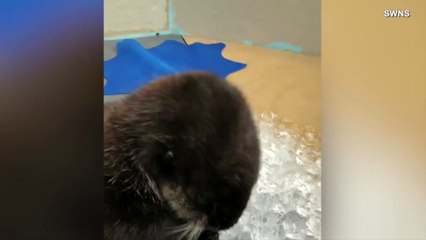This Rescued Baby Otter Will Melt Your Heart