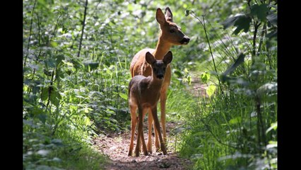 Deer heads found near Biden-Harris Black Lives Matter signs in Oregon cops