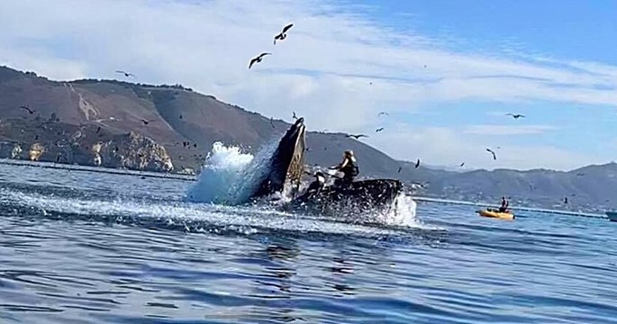 Californie : ces deux kayakistes englouties par une baleine ont eu la peur de leur vie