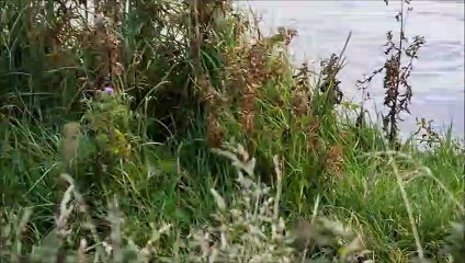 Watch: Otters spotted playing in the heart of Edinburgh, video by Duncan Stewart