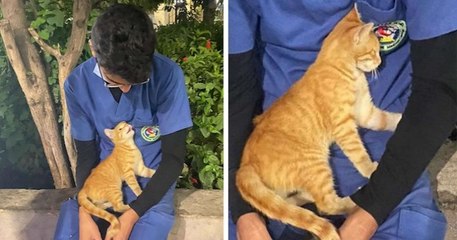 En Égypte, un chat errant réconforte un infirmier fatigué pendant sa pause après 12 heures de service