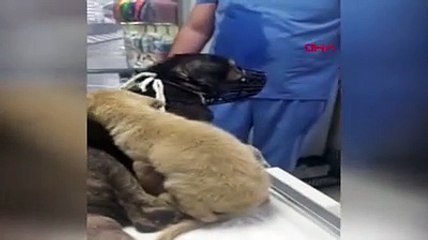 Yaralanan köpeğin yavrusu annesinin yanından ayrılmadı