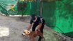 Guardias civiles de Córdoba salvan la vida a dos perros y a trece cachorros abandonados con signos de desnutrición