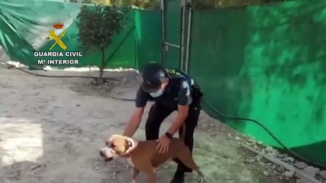 Guardias civiles de Córdoba salvan la vida a dos perros y a trece cachorros abandonados con signos de desnutrición