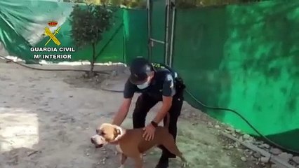 Guardias civiles de Córdoba salvan la vida a dos perros y a trece cachorros abandonados con signos de desnutrición