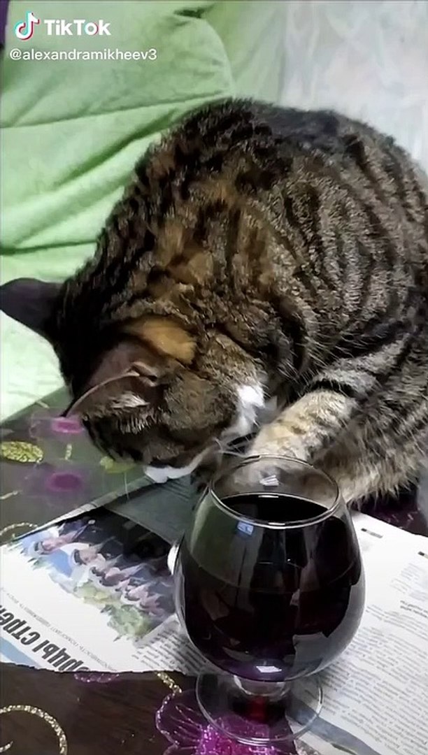 Chat Et Le Beaujolais Video Dailymotion