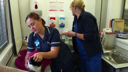 Inside Animal A&E S01E07 (26th October 2020)