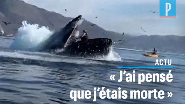Etats-Unis : deux kayakistes « avalées » par une baleine